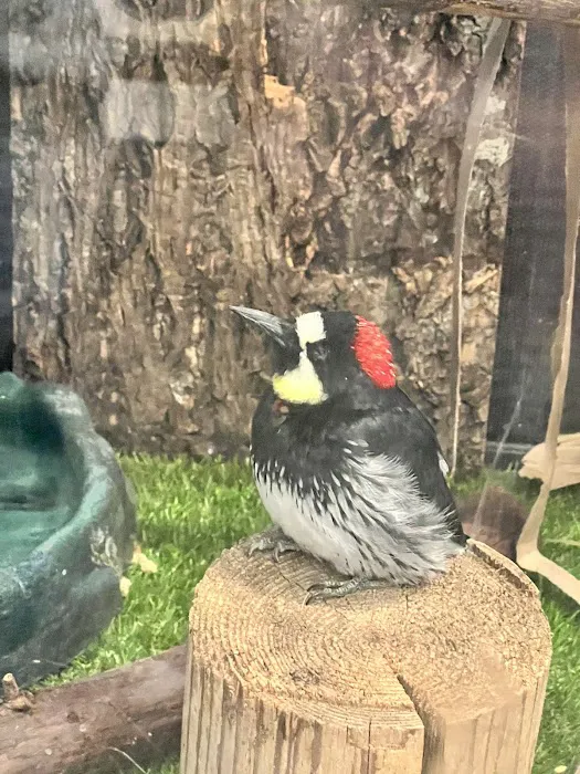 Lindsay Wildlife Rehabilitation Hospital Picture 10