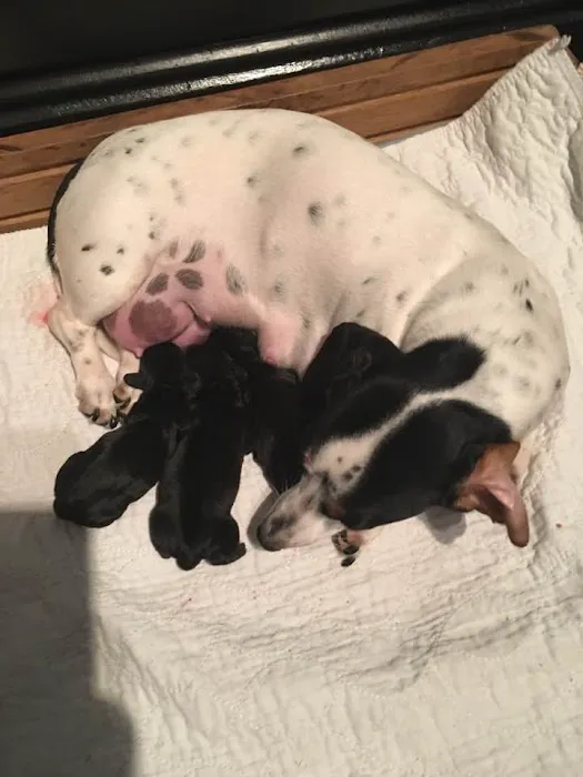 County Wide Animal Clinic Picture 4