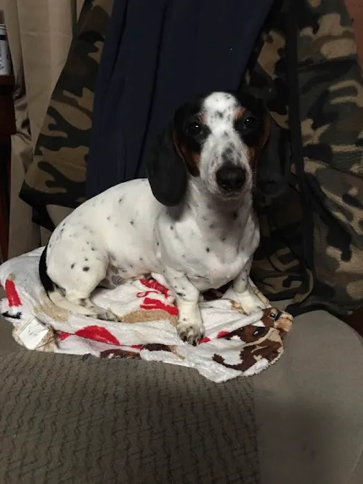 County Wide Animal Clinic Picture 5