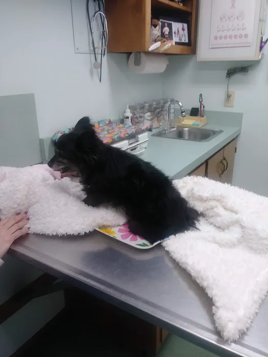 County Wide Animal Clinic Picture 9