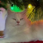 Nappanee Veterinary Hospital