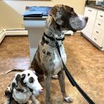 Bourbon Veterinary Hospital