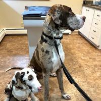 Bourbon Veterinary Hospital ico