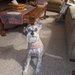 VCA Texas Corners Animal Hospital: Veneklase Brett DVM