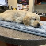 Center for Animal Health