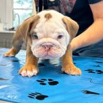 Michiana Veterinary Hospital