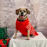 Canine Body and Mind