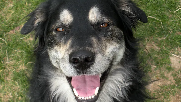 Canine Body and Mind Picture 3