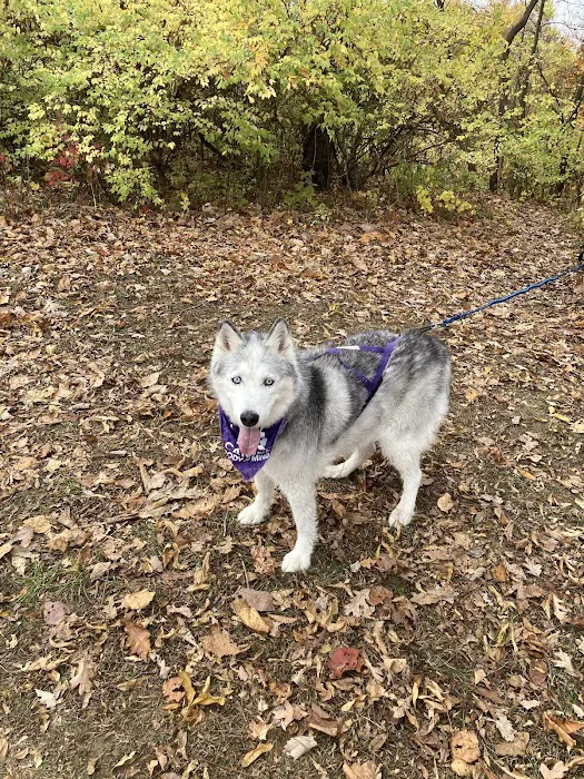 Canine Body and Mind Picture 6