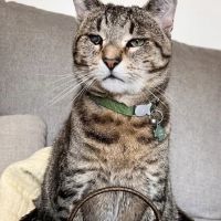 Lakelands Trail Veterinary Clinic ico