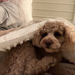 Mason Veterinary Clinic