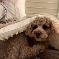 Mason Veterinary Clinic ico