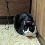 Windsor Animal Clinic: Cripps Jeff L DVM