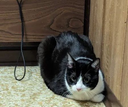 Windsor Animal Clinic: Cripps Jeff L DVM