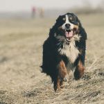 Patterson Veterinary Hospital - Mason