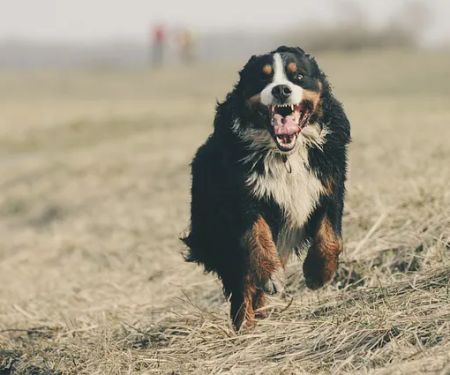 Patterson Veterinary Hospital - Mason