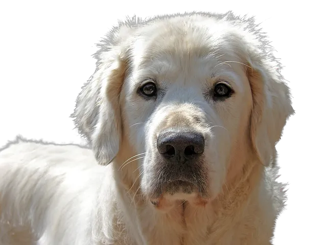 Patterson Veterinary Hospital - Mason Picture 3