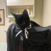 Holt Veterinary Clinic ico