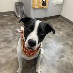 Caring Animal Hospital