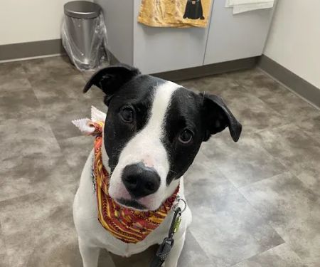 Caring Animal Hospital