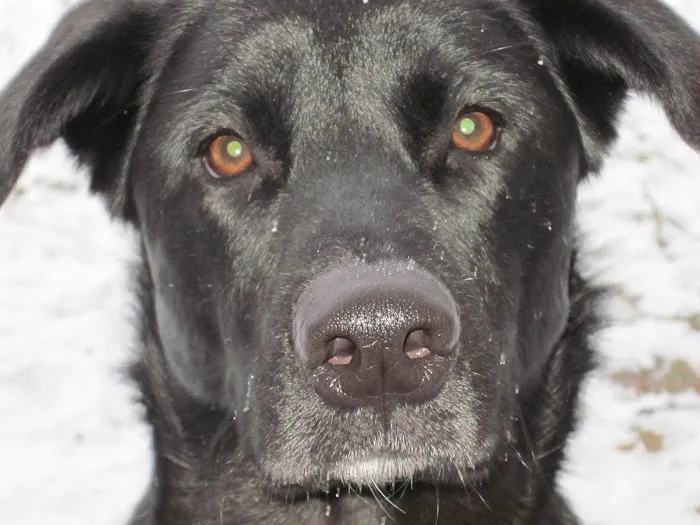 Caring Animal Hospital Picture 4