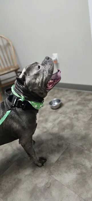 Caring Animal Hospital Picture 10