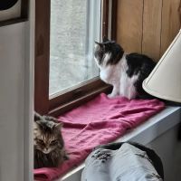 Grand Ledge Veterinary Hospital ico