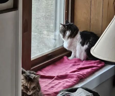 Grand Ledge Veterinary Hospital