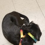 Banfield Pet Hospital