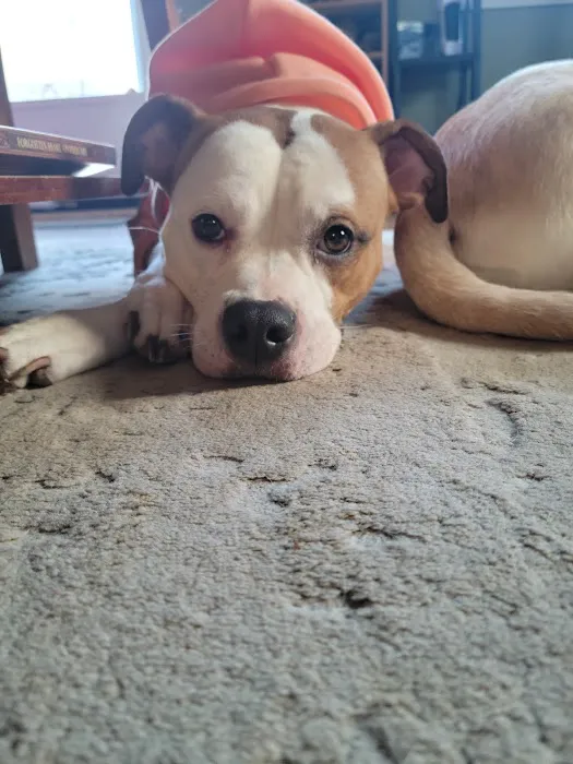 Banfield Pet Hospital Picture 10