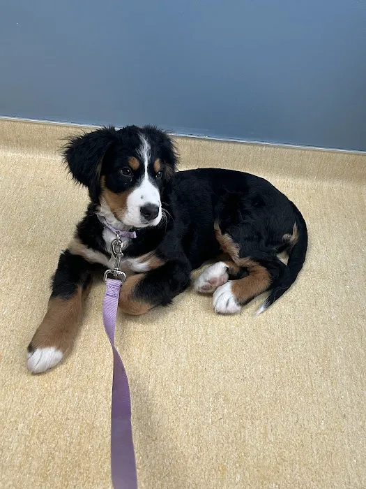 Friendship Animal Hospital Picture 9
