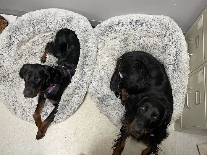 Oakwood Animal Hospital Picture 1