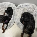 Oakwood Animal Hospital
