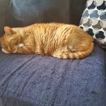 East Main Animal Hospital