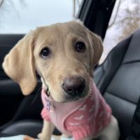 Animal Clinic Gull Road ico