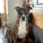Plymouth Veterinary Clinic