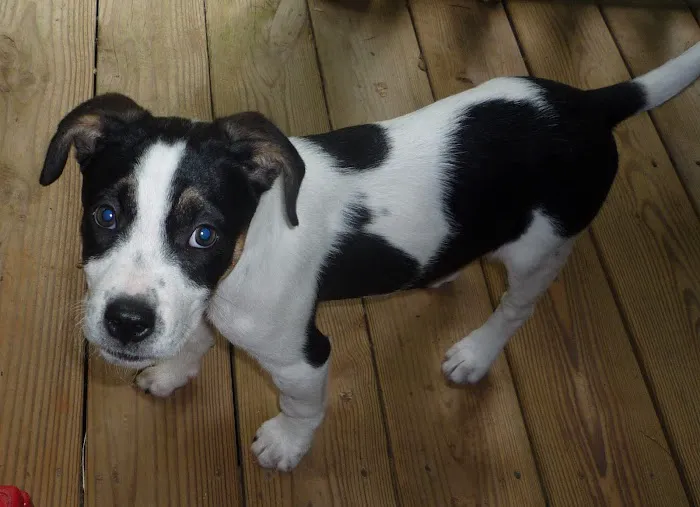 Hartwell Animal Hospital Picture 4