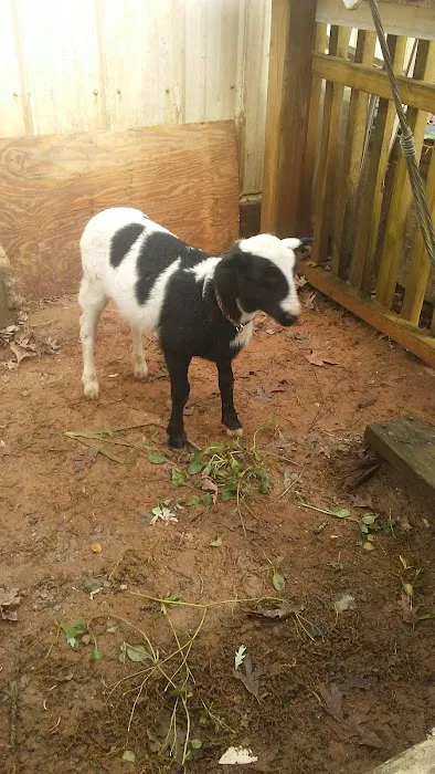 Lavonia Animal Hospital Picture 1