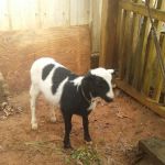 Lavonia Animal Hospital