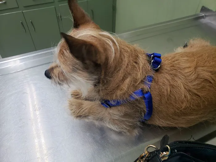 Lavonia Animal Hospital Picture 9