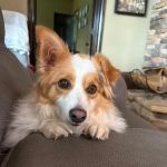 Tugaloo Animal Hospital