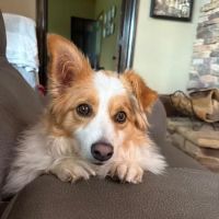 Tugaloo Animal Hospital ico