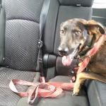Royston Animal Hospital