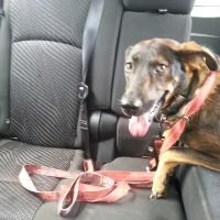 Royston Animal Hospital ico