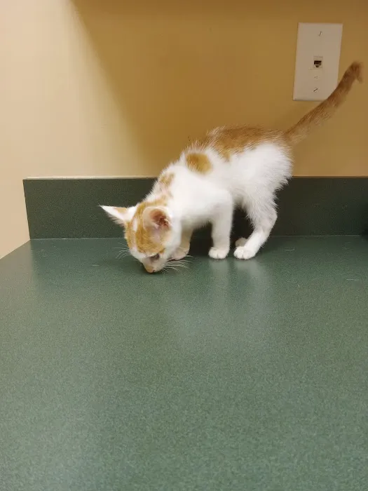 Royston Animal Hospital Picture 10