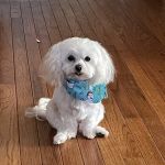 White Knoll Veterinary Hospital & Pet Resort LLC