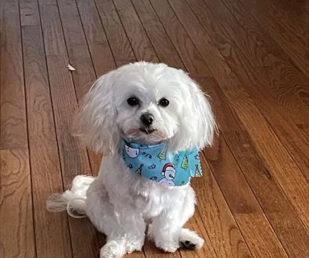 White Knoll Veterinary Hospital & Pet Resort LLC