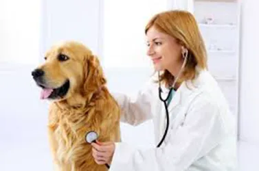 White Knoll Veterinary Hospital & Pet Resort LLC Picture 6