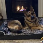 Grace Animal Hospital