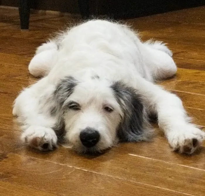 Grace Animal Hospital Picture 10